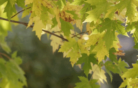 3.gif
